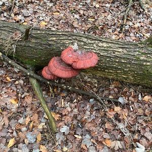 Meet your Posher, Pat